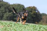 BEAUCERON 530